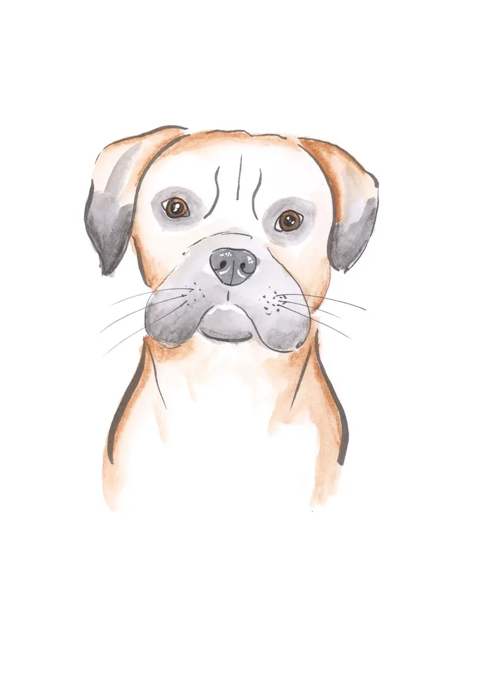 Watercolor illustration of a Boxer dog with neutral expression
