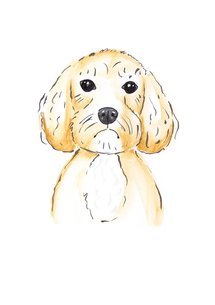 Watercolor illustration of a cute CockerPoo dog with light fur