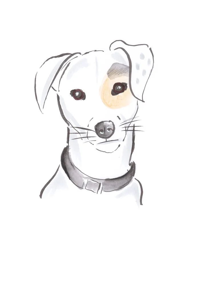Watercolor illustration of a Jack Russell dog with collar