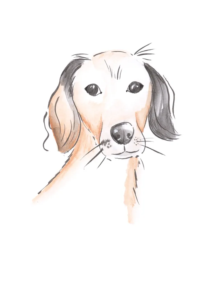 Watercolor illustration of a dachshund dog with soft colors
