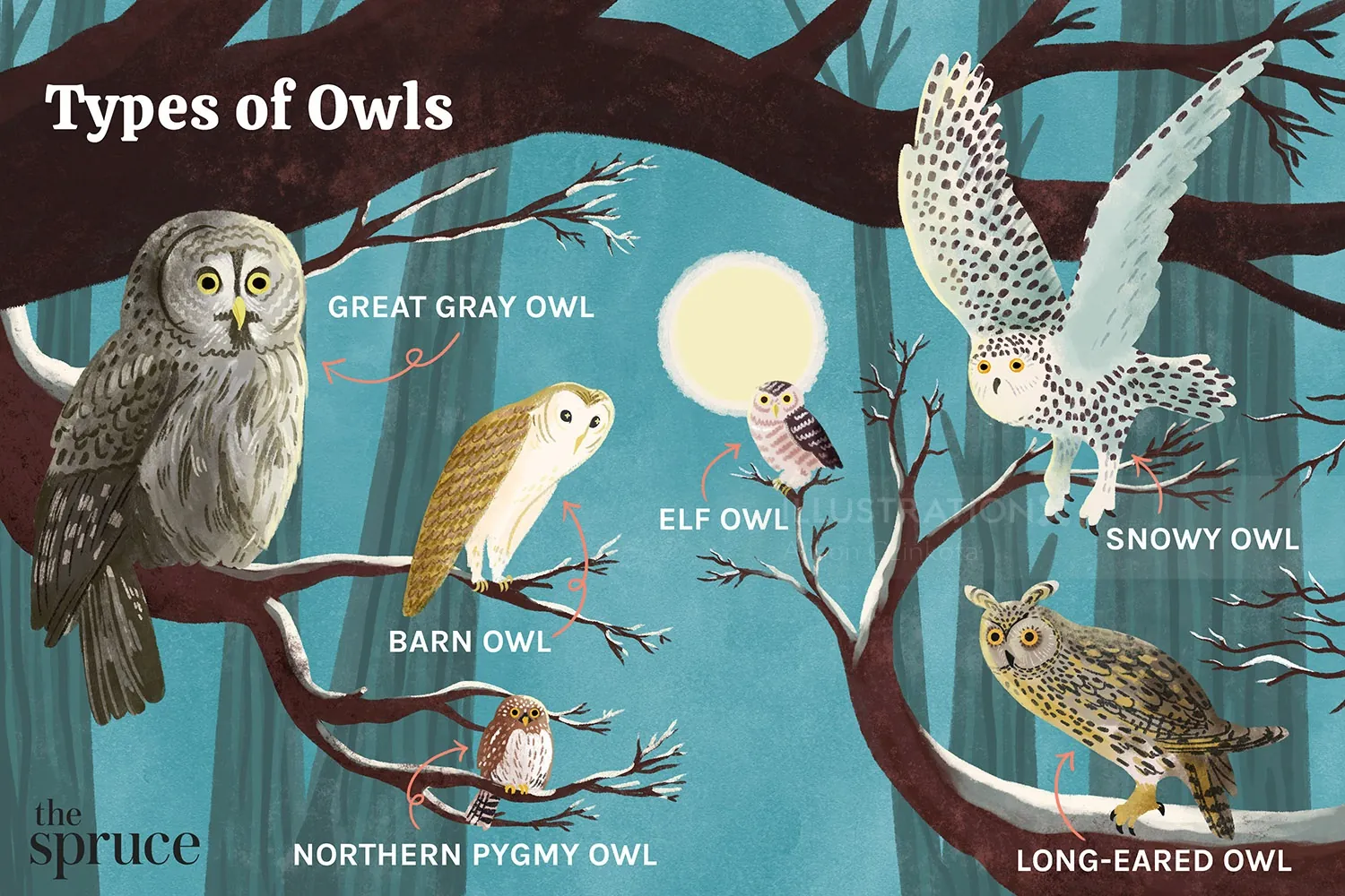 Illustration of Great Gray, Elf, Barn, Northern Pygmy, Snowy, and Long-eared Owls by Alison Kerry