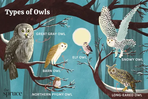 Illustration of Great Gray, Elf, Barn, Northern Pygmy, Snowy, and Long-eared Owls by Alison Kerry