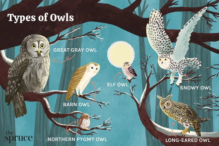 Illustration of Great Gray, Elf, Barn, Northern Pygmy, Snowy, and Long-eared Owls by Alison Kerry