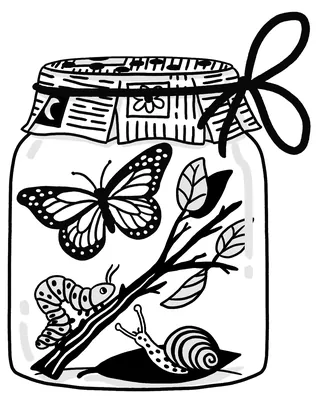 Black and white illustration of butterfly, caterpillar, snail in jar by Alison Kerry