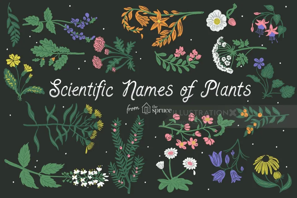 Colorful illustrations of various plants with scientific names on black background