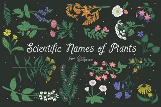 Colorful illustrations of various plants with scientific names on black background