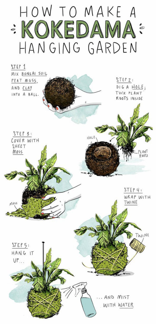 infographic, plants, gardening