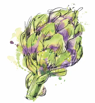 Watercolor painting of Artichoke