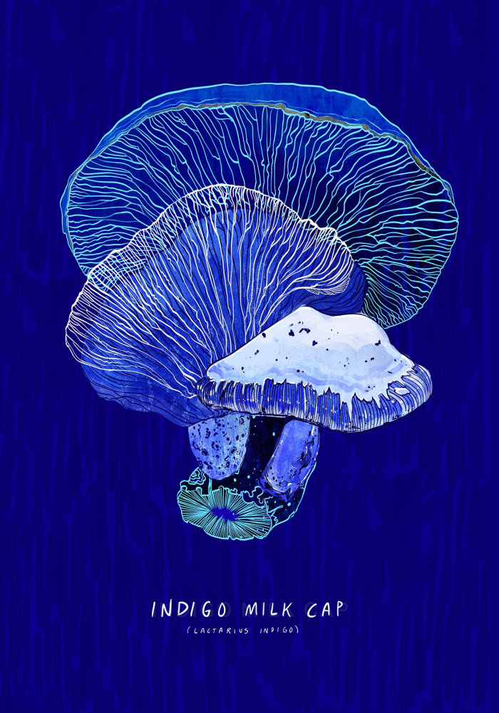 Graphic Mushroom