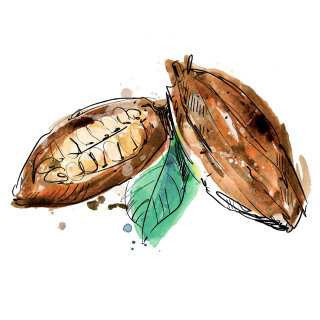 Watercolor illustration of pecan nut