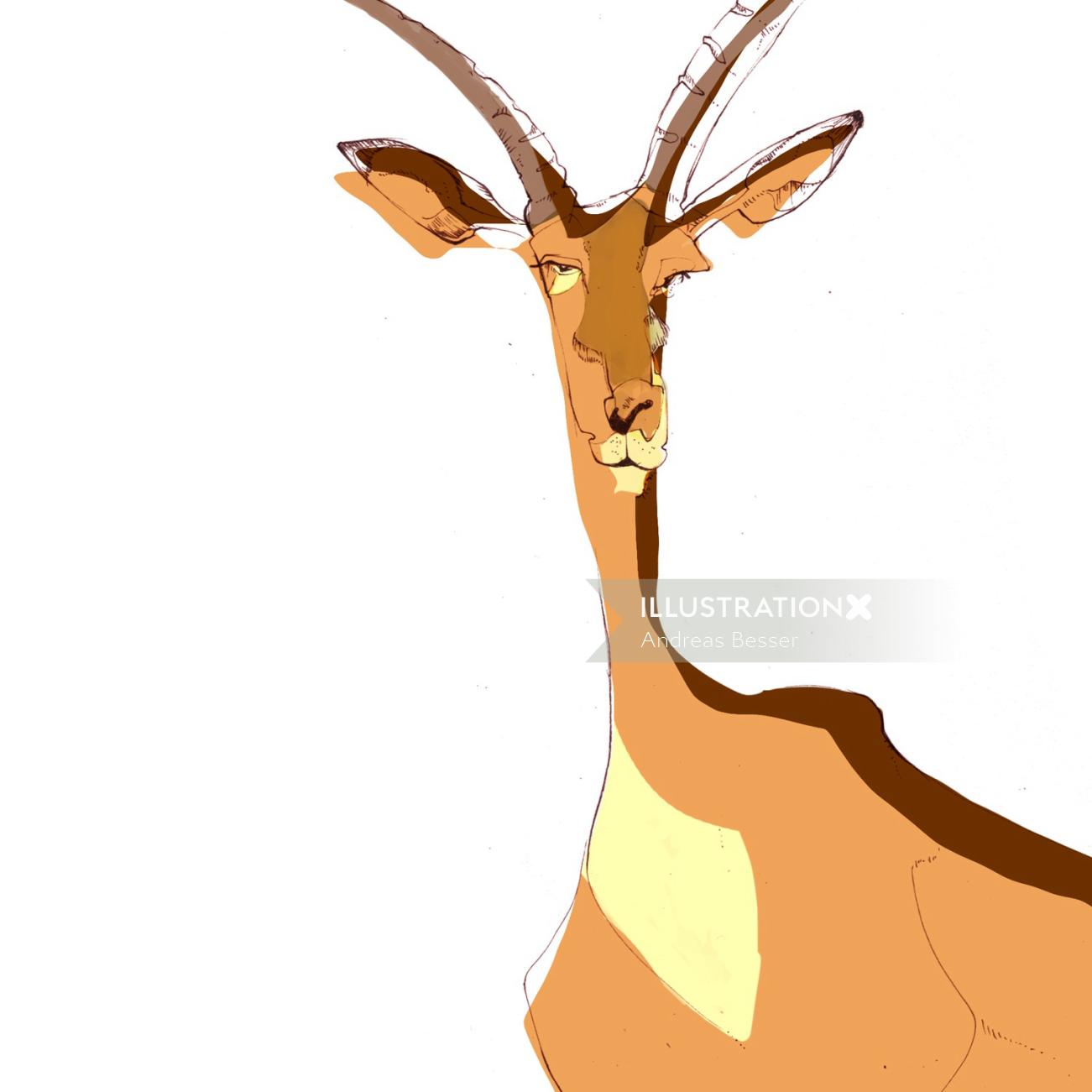 Animal illustration of a Deer
