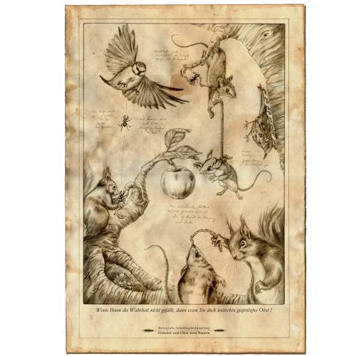 Line illustration of birds and squirrels
