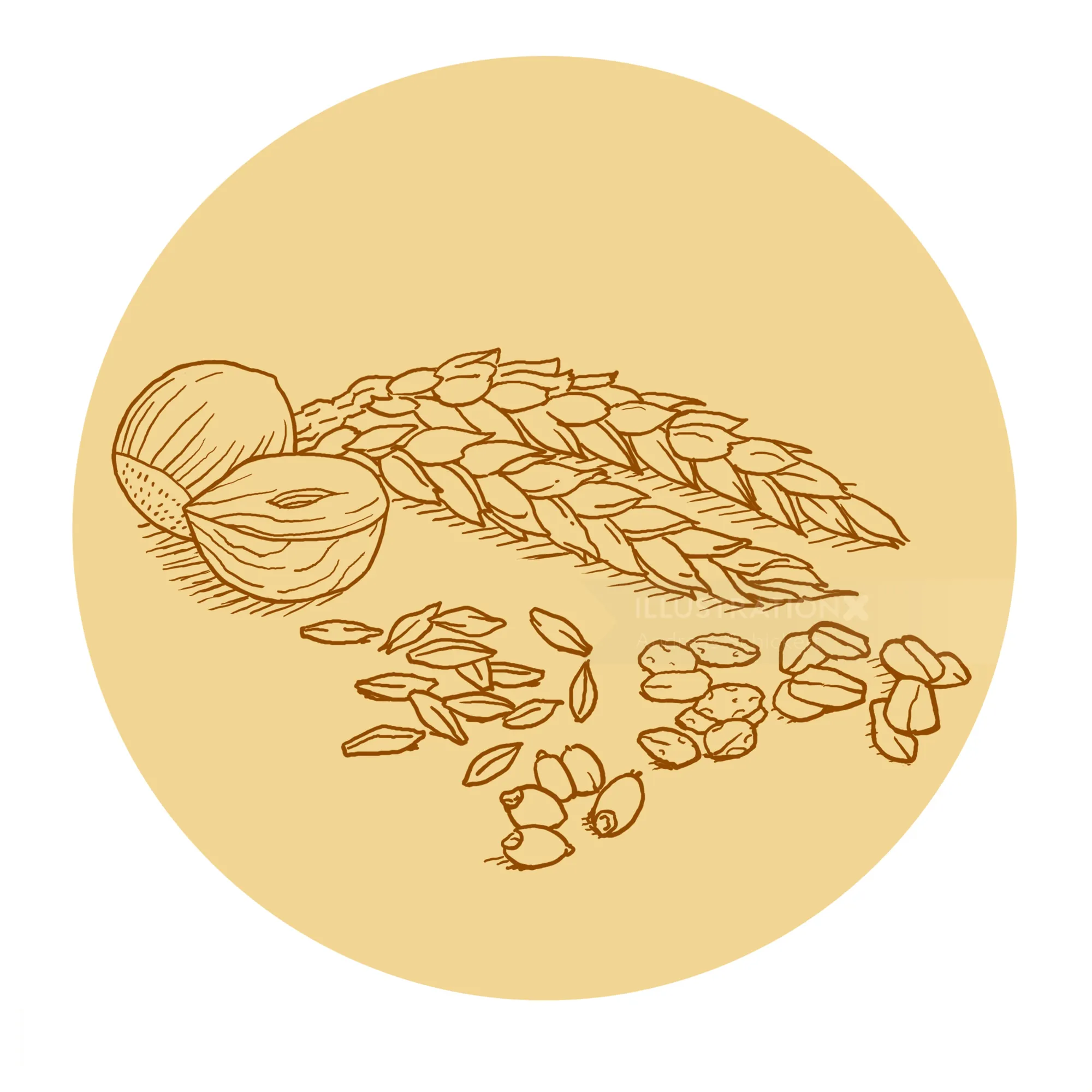 Line drawing of wheat and nuts by Andreas Schickert