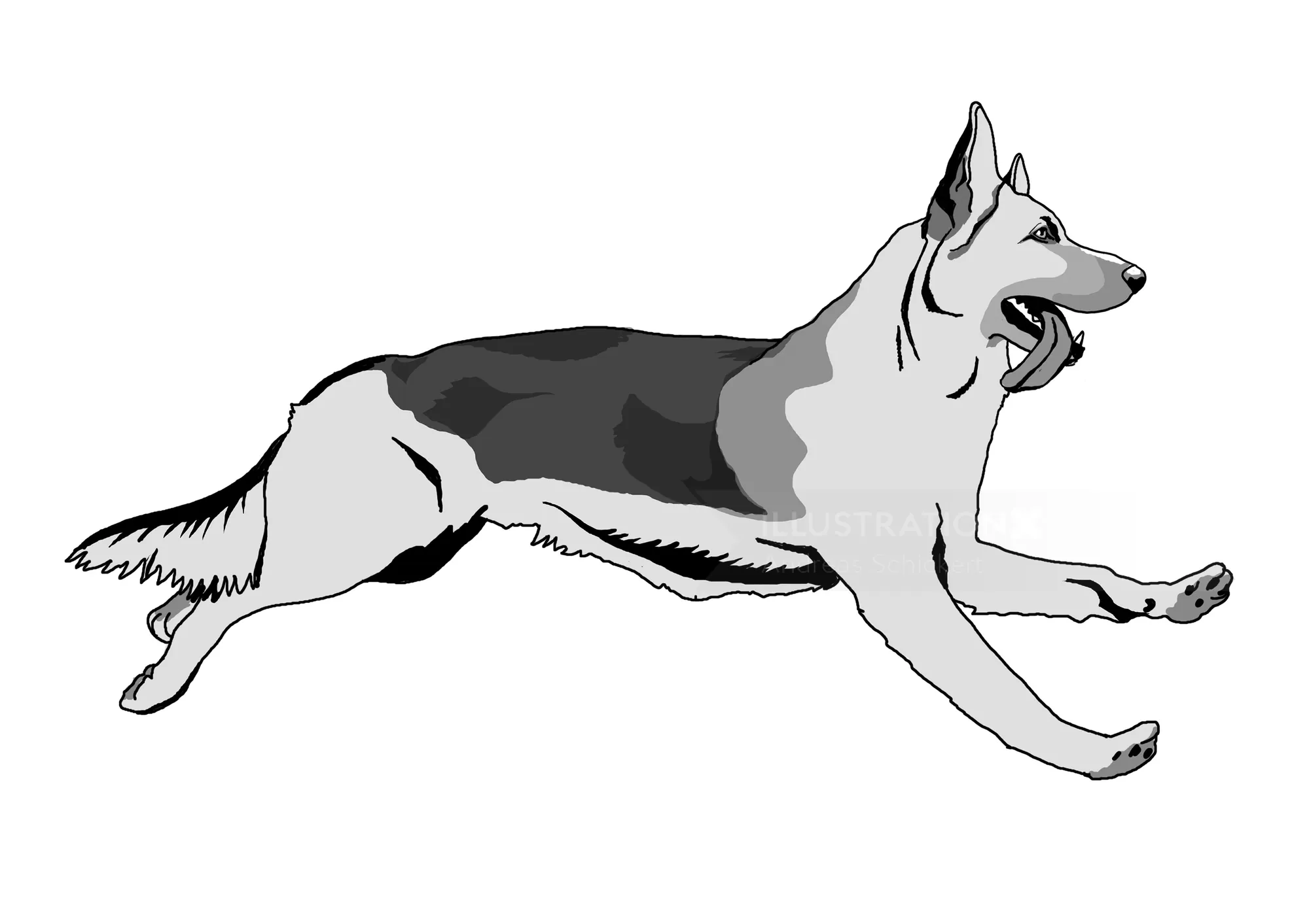 Running German Shepherd dog illustration by Andreas Schickert