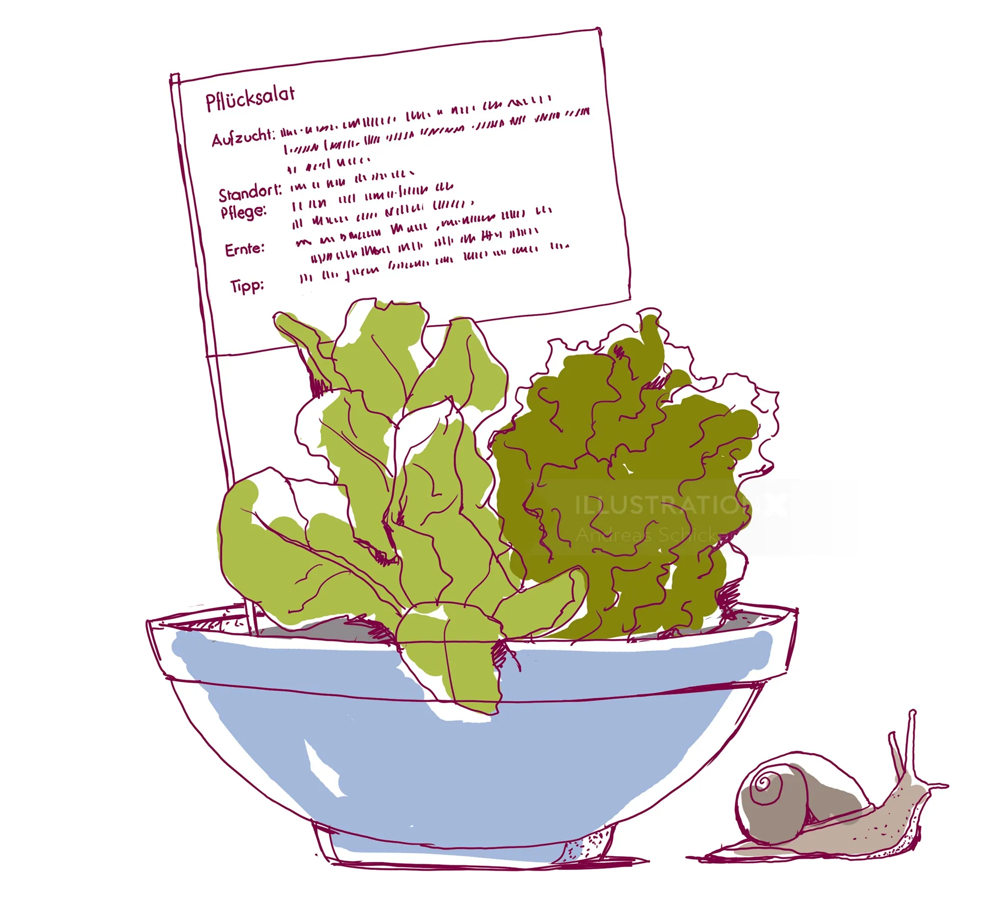 Illustration of lettuce in a bowl beside a snail by Andreas Schickert