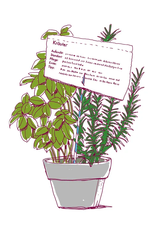 Illustration of potted herb plants with German label by Andreas Schickert