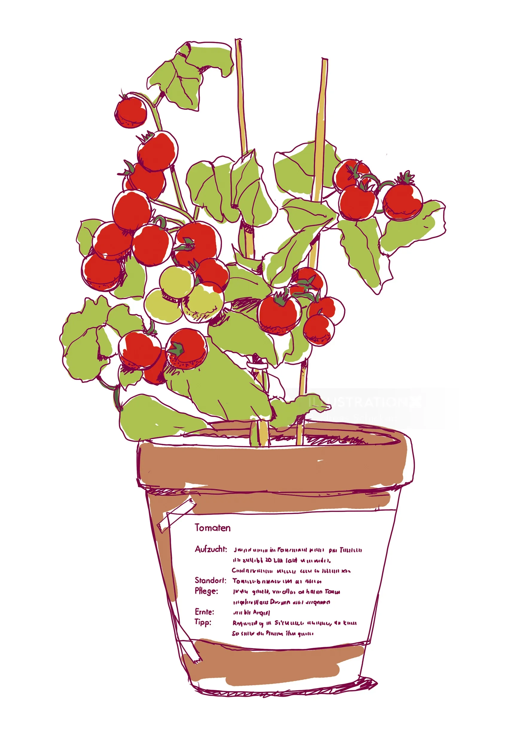 Illustration of tomato plant with red tomatoes in a pot by Andreas Schickert