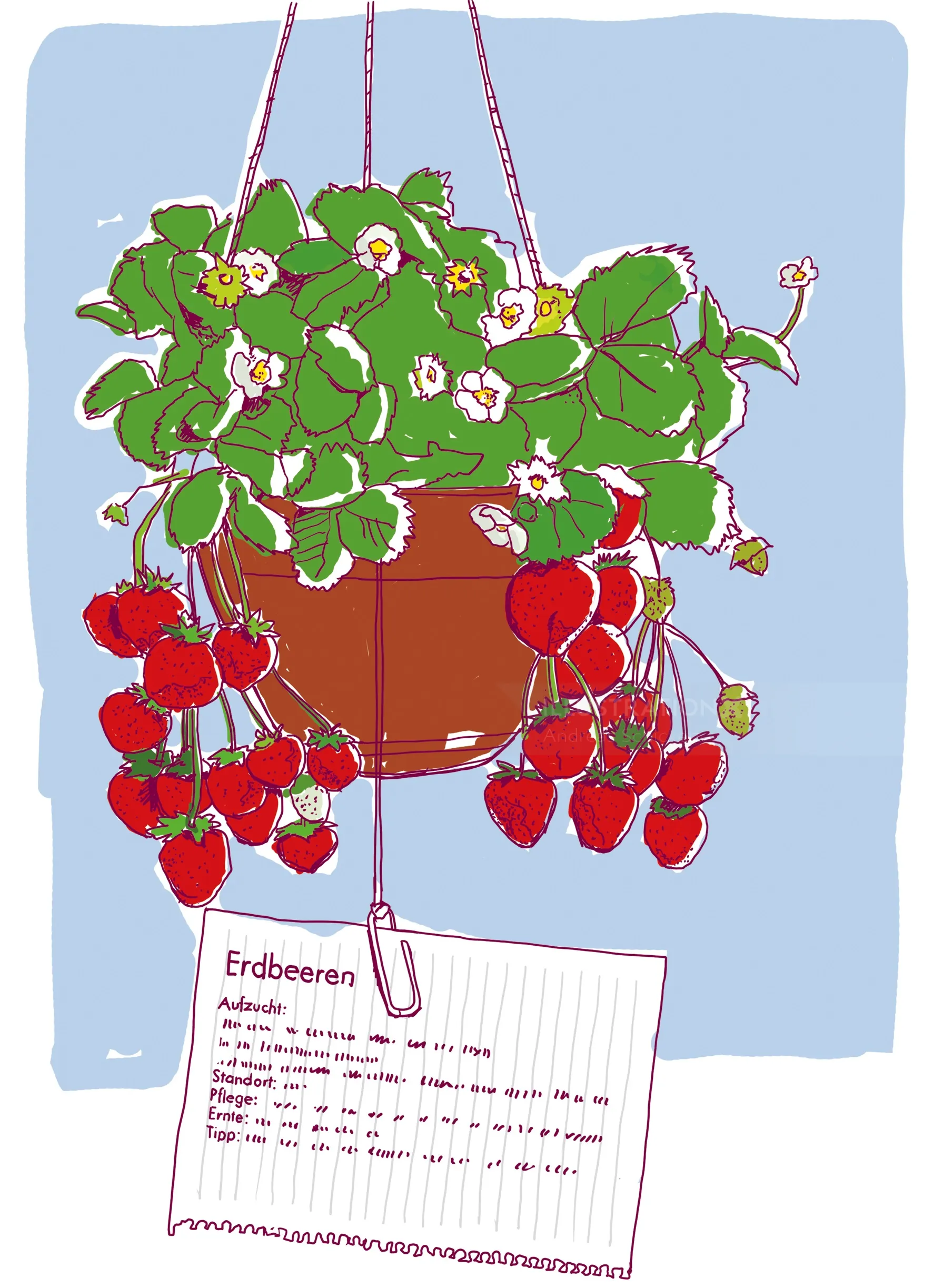 Illustration of hanging strawberry plant with red strawberries and white flowers by Andreas Schicker
