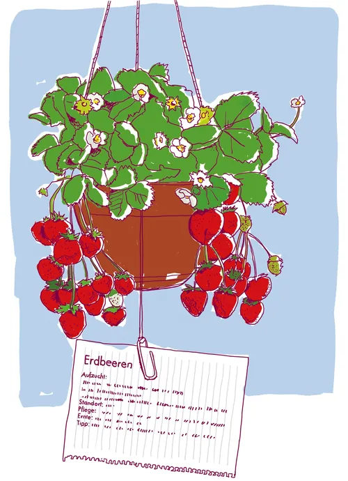 Illustration of hanging strawberry plant with red strawberries and white flowers by Andreas Schicker