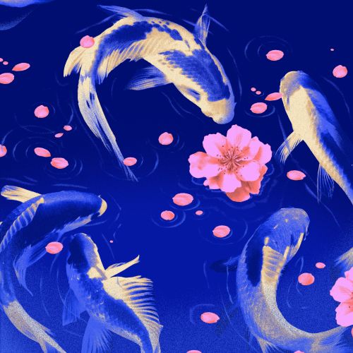 Koi fish swimming with pink cherry blossom petals on blue background