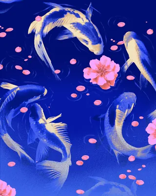 Koi fish swimming with pink cherry blossom petals on blue background