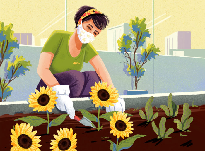 Mulher plantando sementes de girassol durante a pandemia de Corona