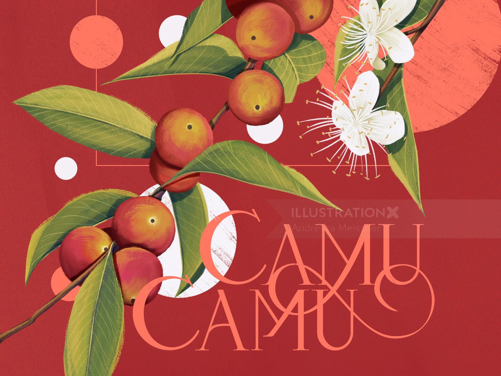 Illustration of red fruits and white flowers on branches by Andressa Meissner