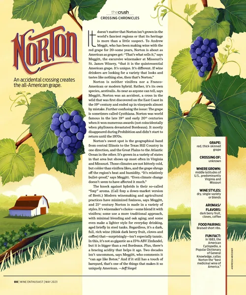 Illustration of Norton grapes with text about grape history and characteristics.