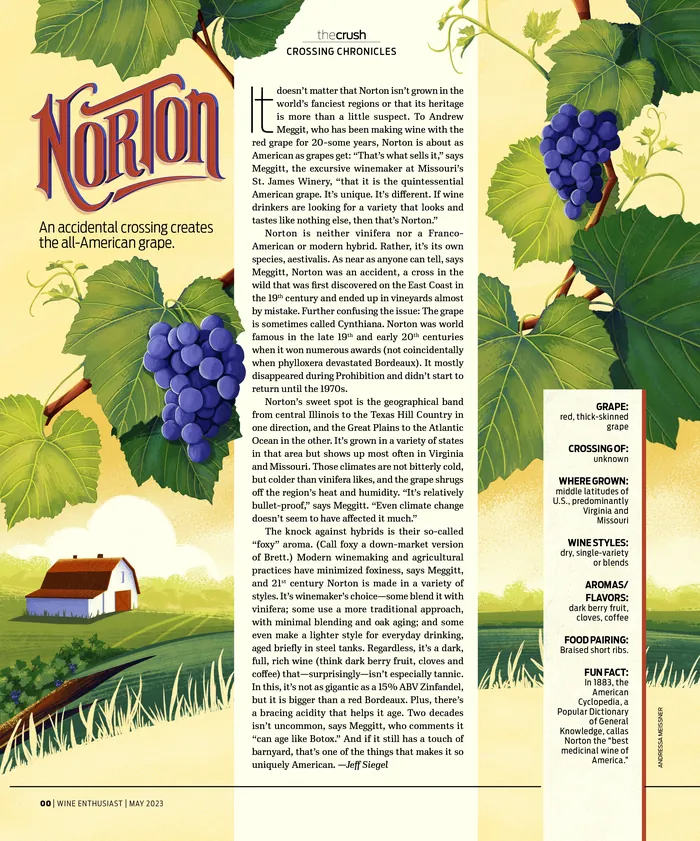 Illustration of Norton grapes with text about grape history and characteristics.