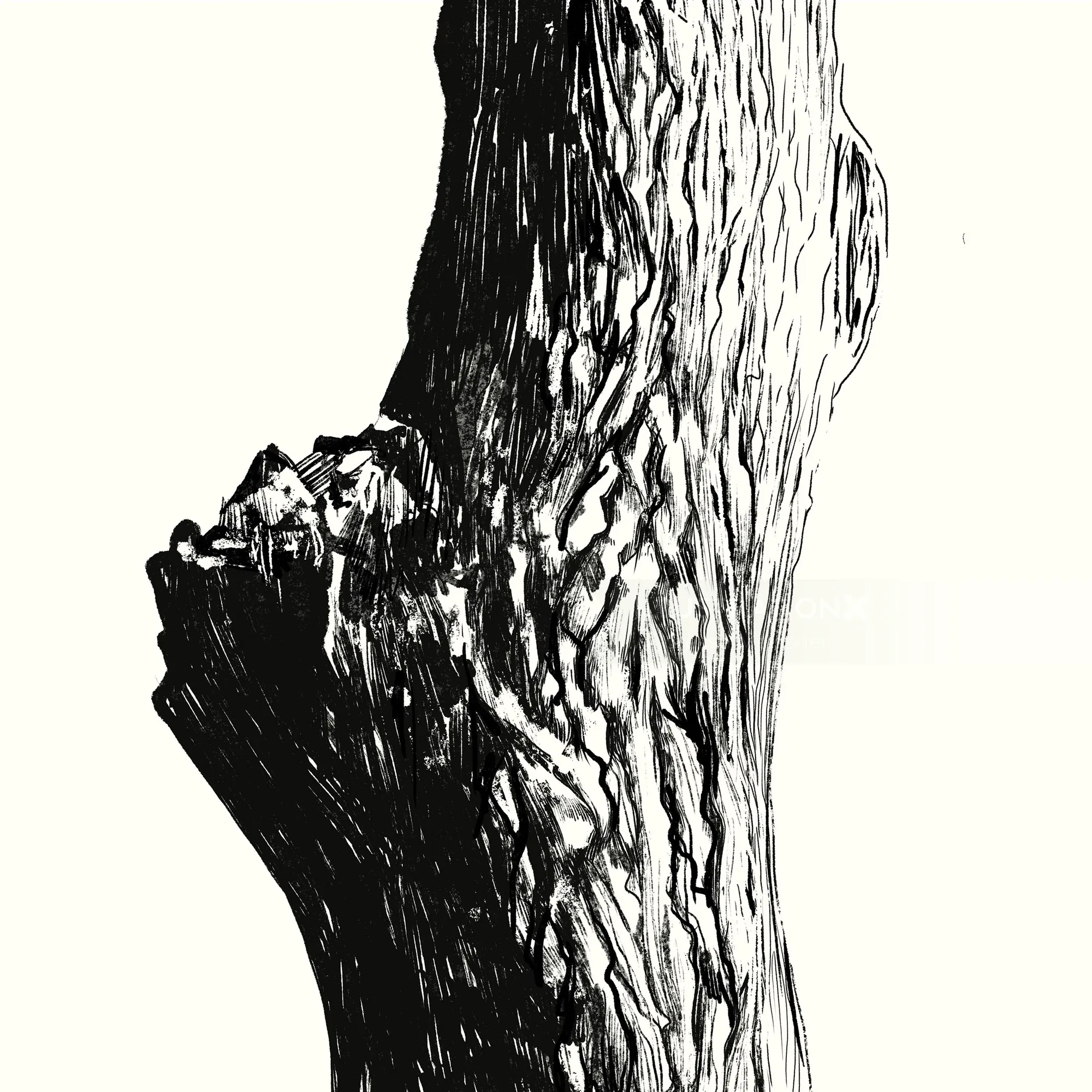Close-up of detailed tree bark texture in black and white