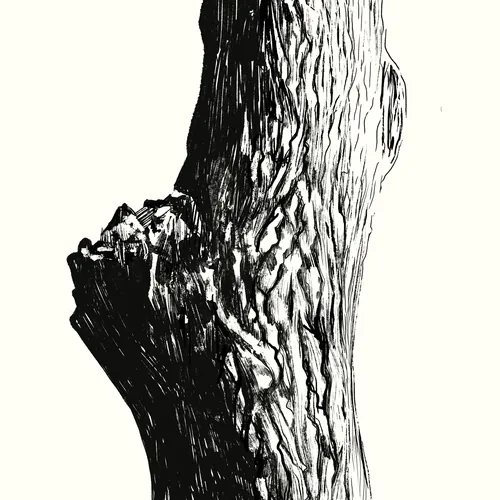 Close-up of detailed tree bark texture in black and white