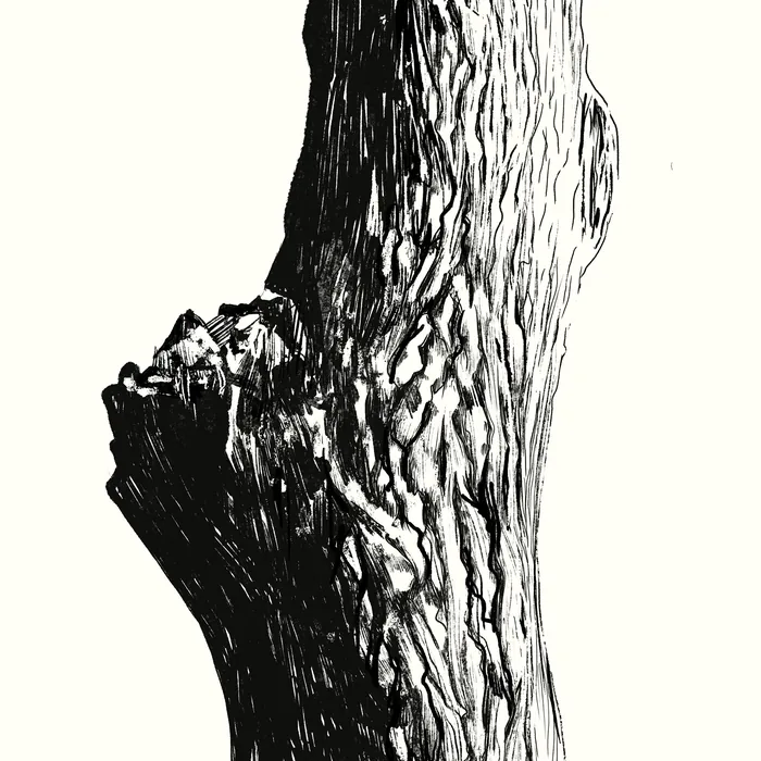 Close-up of detailed tree bark texture in black and white