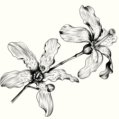 Detailed black and white orchid flower line drawing
