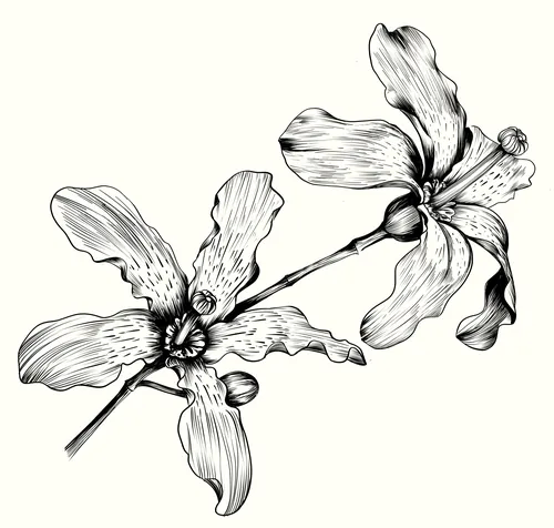 Detailed black and white orchid flower line drawing