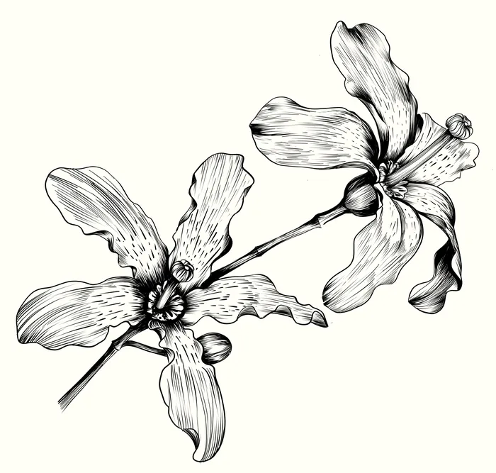 Detailed black and white orchid flower line drawing