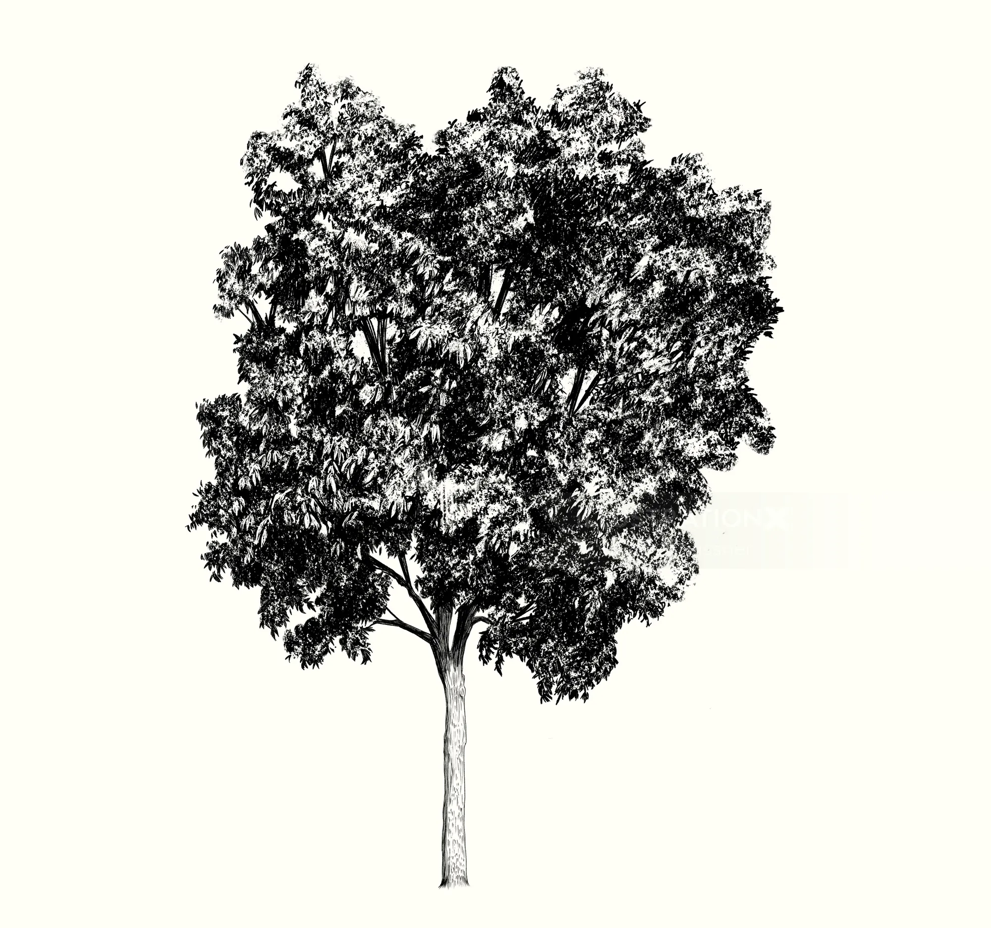 Black and white sketch of a leafy tree with detailed branches and trunk.