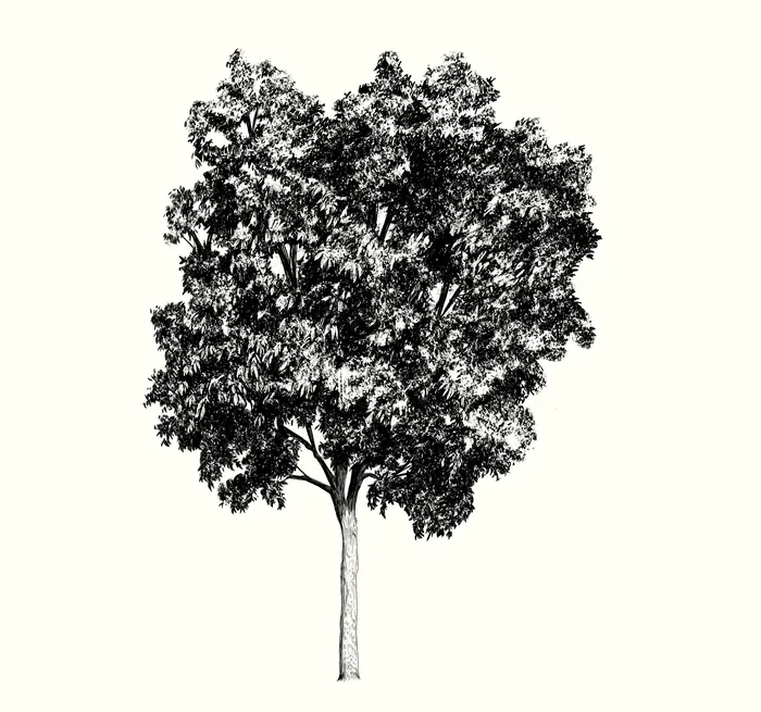 Black and white sketch of a leafy tree with detailed branches and trunk.
