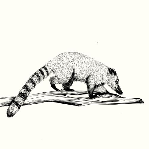 Coati walking on a branch black and white illustration