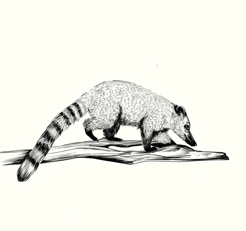 Coati walking on a branch black and white illustration