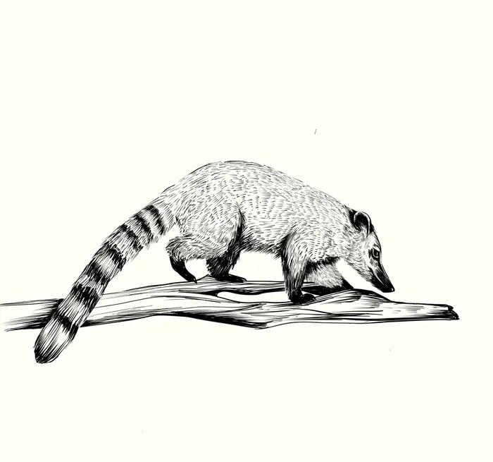 Coati walking on a branch black and white illustration