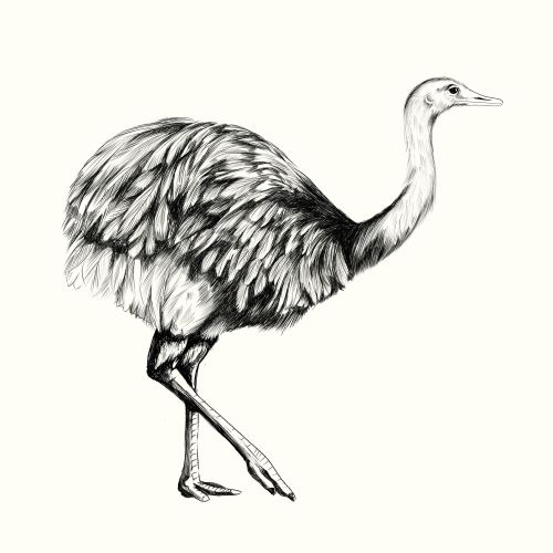Detailed black and white sketch of an ostrich bird