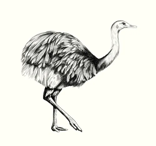 Detailed black and white sketch of an ostrich bird