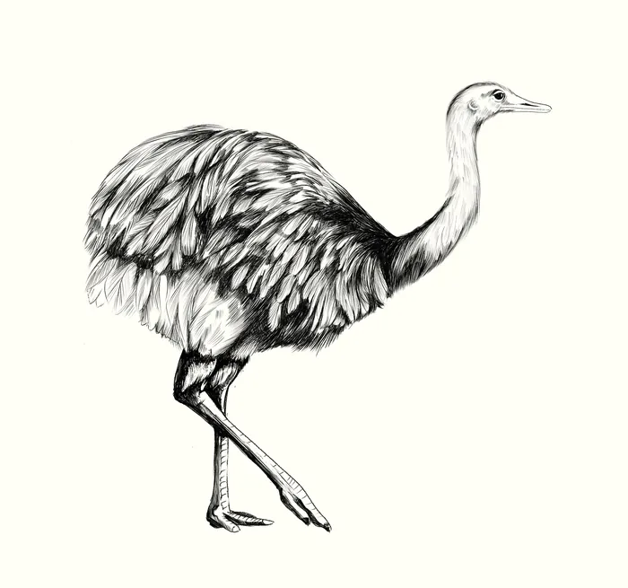 Detailed black and white sketch of an ostrich bird