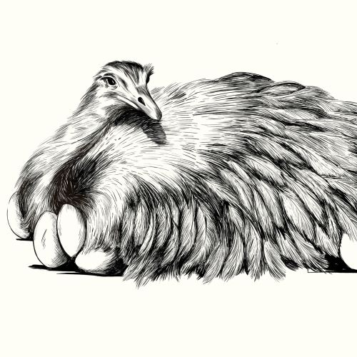 Illustration of a large bird on eggs with a chick standing next to it