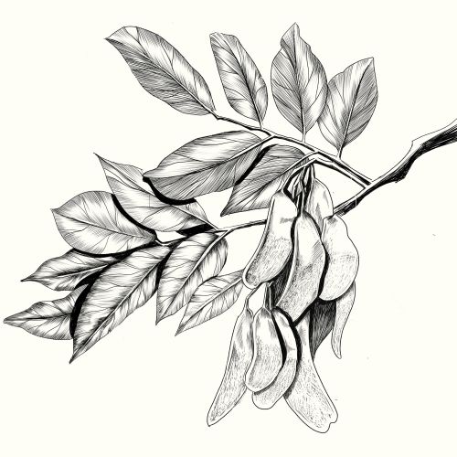 Andressa Meissner Line Illustrator from Brazil
