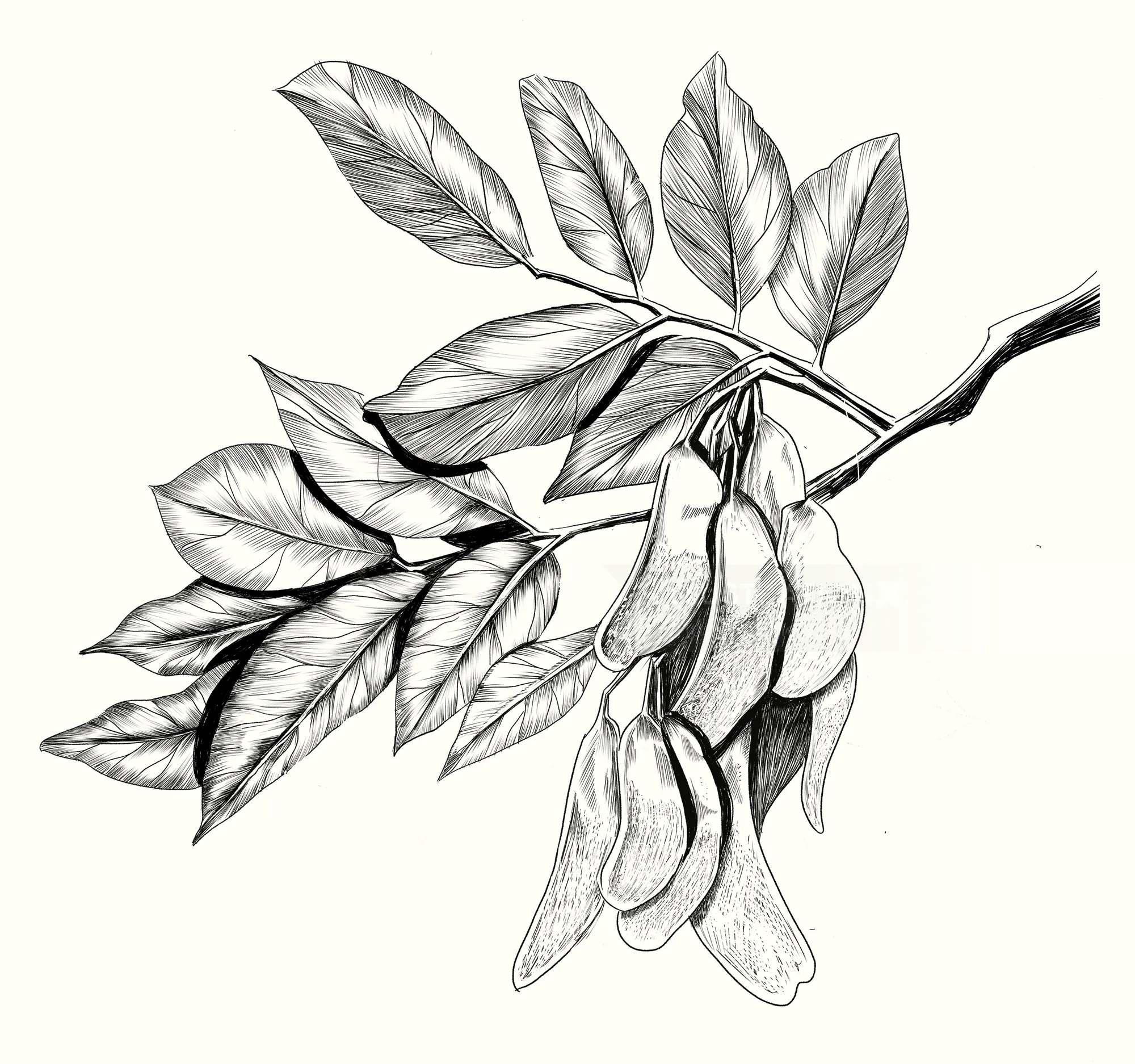 Black and white drawing of a branch with elongated leaves and hanging seed pods