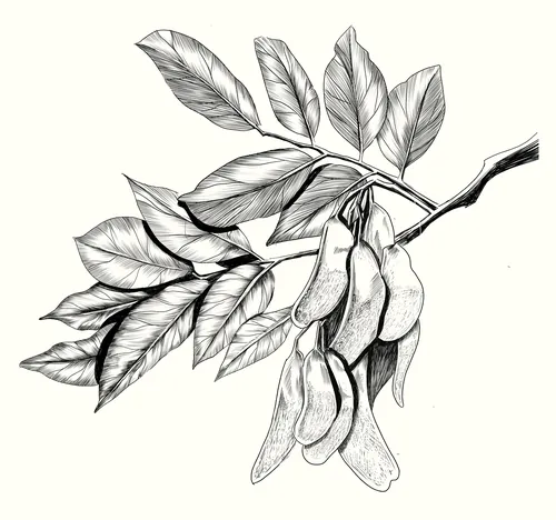 Black and white drawing of a branch with elongated leaves and hanging seed pods