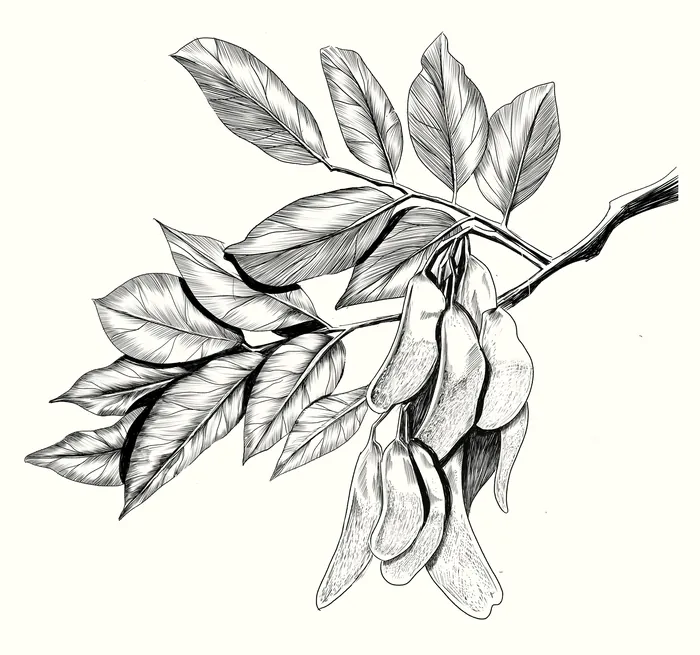 Black and white drawing of a branch with elongated leaves and hanging seed pods