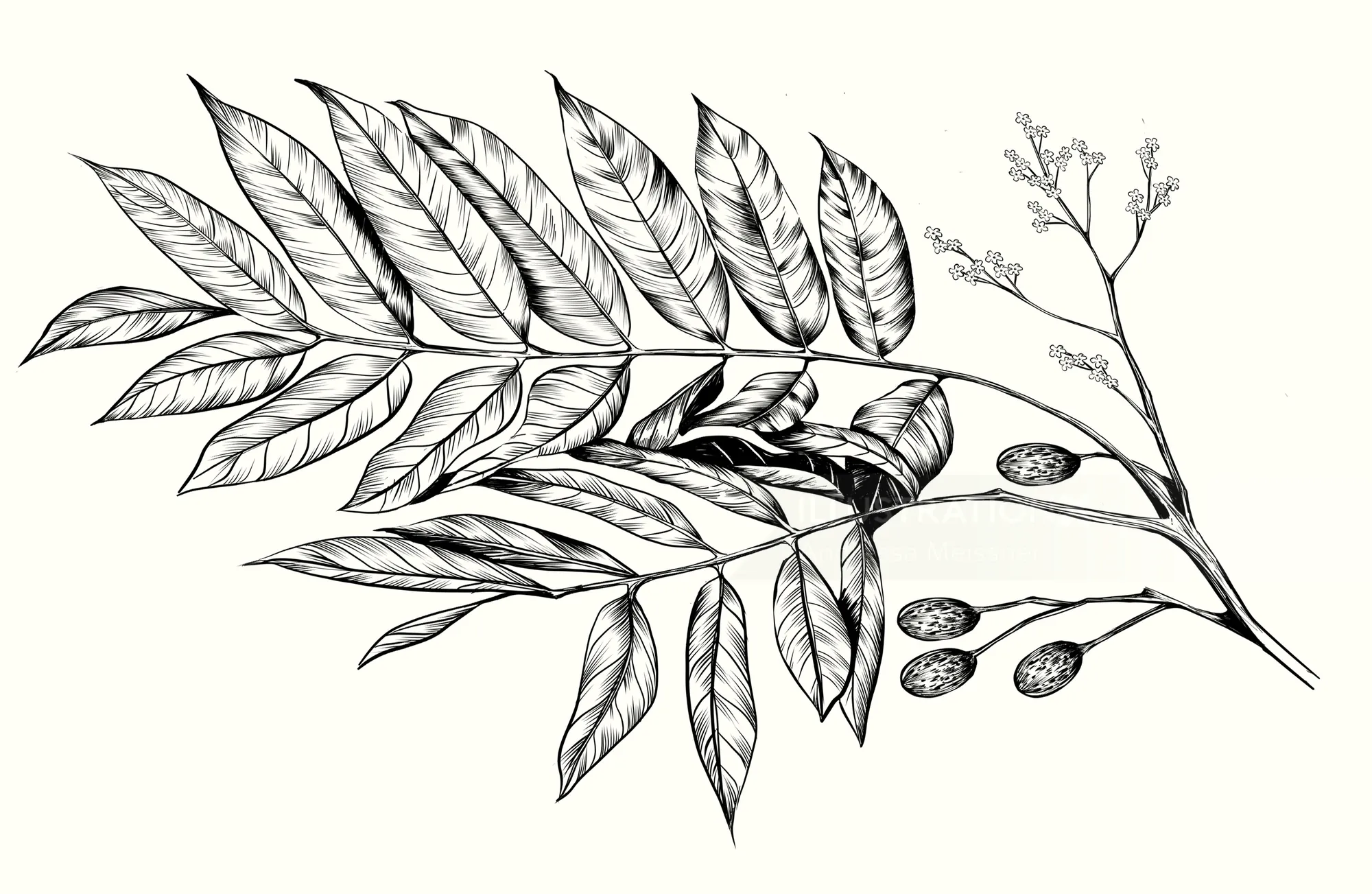 Black and white botanical drawing of branch with elongated leaves and berries.