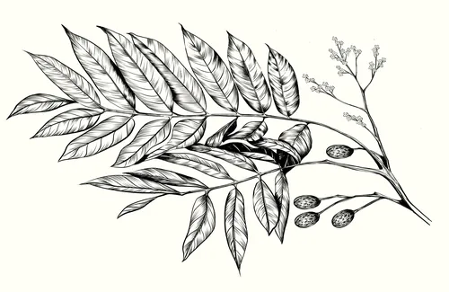 Black and white botanical drawing of branch with elongated leaves and berries.